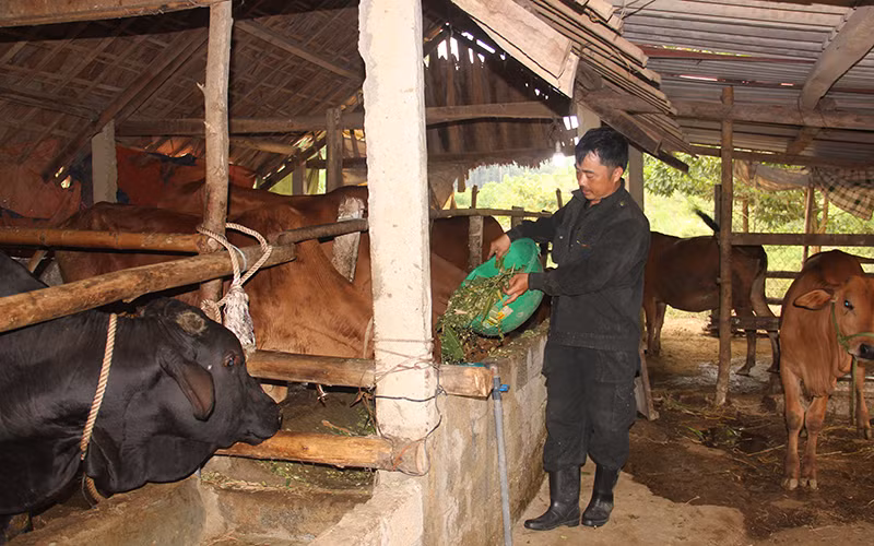 "Bà đỡ" xóa nghèo nơi miền núi, biên giới Hà Tĩnh ảnh 1