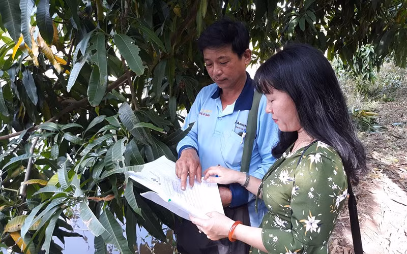Kiểm tra nhật ký trồng xoài theo hướng VietGAP ở huyện Cao Lãnh (Đồng Tháp).