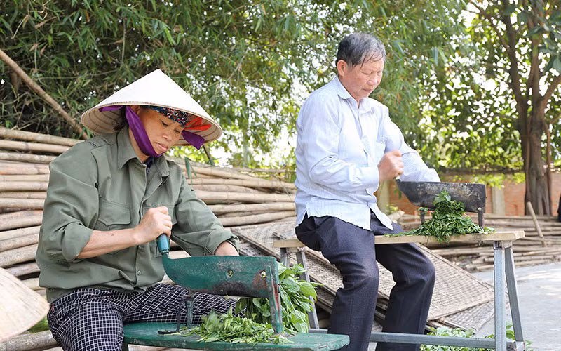 Nhân viên Hợp tác xã Sinh Dược ở huyện Gia Viễn (Ninh Bình) chế biến dược liệu. (Ảnh TRẦN GIANG) 