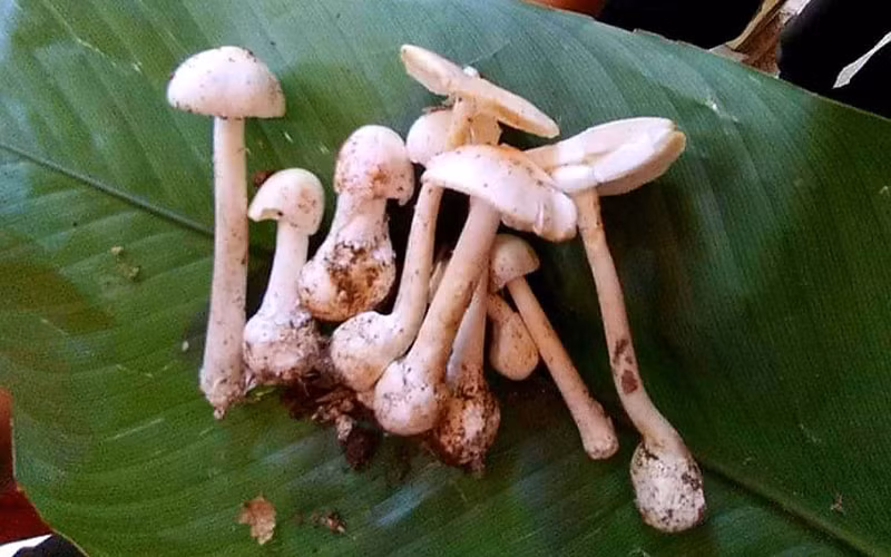 Hình ảnh cây nấm độc mà gia đình anh Tẩn Văn Líu ăn phải.