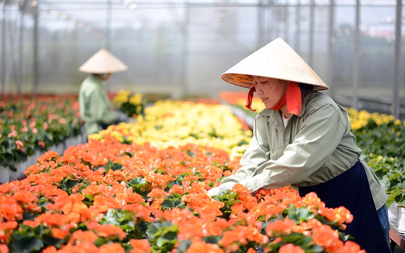 Sản xuất hoa công nghệ cao tại Công ty Dalat Hasfarm.