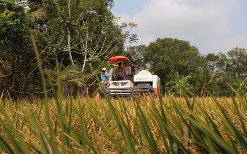 Thu hoạch lúa đông xuân ở thị trấn Bảy Ngàn, huyện Châu Thành A.