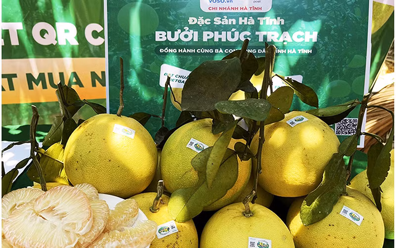 Đặc sản bưởi Phúc Trạch lên sàn.