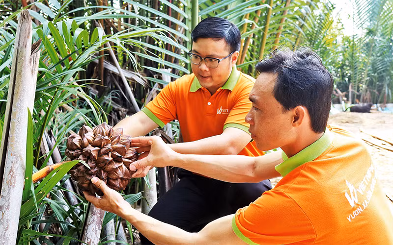 Anh Phan Minh Tiến (người đeo kính) kiểm tra trái dừa nước trước khi thu hoạch. (Ảnh nhân vật cung cấp)