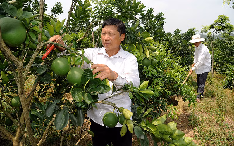 Nông dân xã An Dương, huyện Tân Yên (Bắc Giang) chăm sóc cây bưởi. Ảnh: Nguyễn Hưng