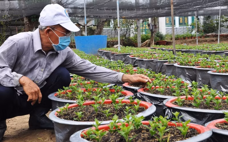 Ông Trương Văn Nhung, ấp Hội Gia, xã Mỹ Phong, TP Mỹ Tho (Tiền Giang) chăm sóc số ít hoa cúc Hà Lan mà gia đình trồng được.