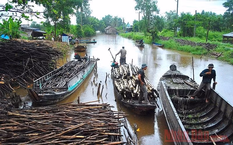 Tìm hướng đi cho lâm sản Cà Mau -0