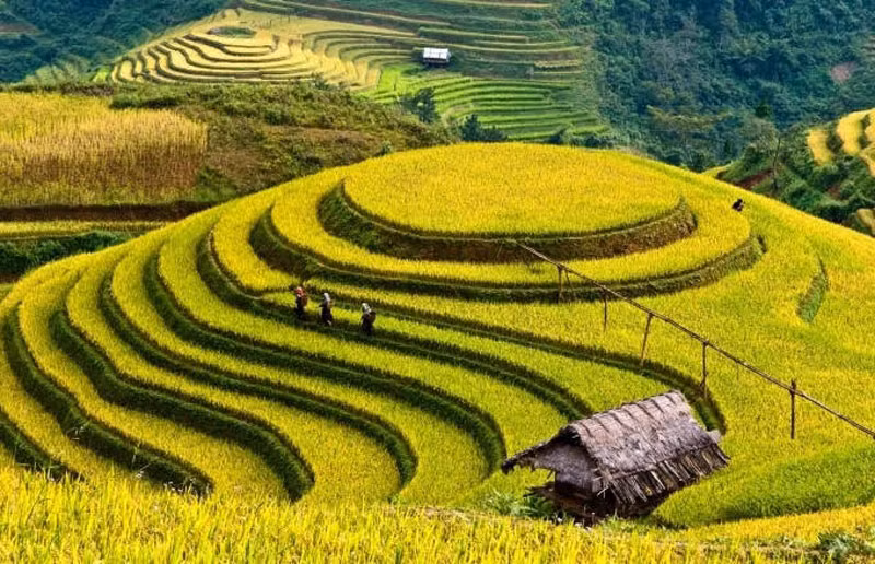 Đồi mâm xôi, điểm đến hấp dẫn của huyện Mù Cang Chải.