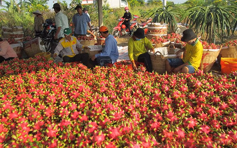 Doanh nghiệp bao tiêu 3.500 tấn thanh long ruột đỏ ở Long An -0
