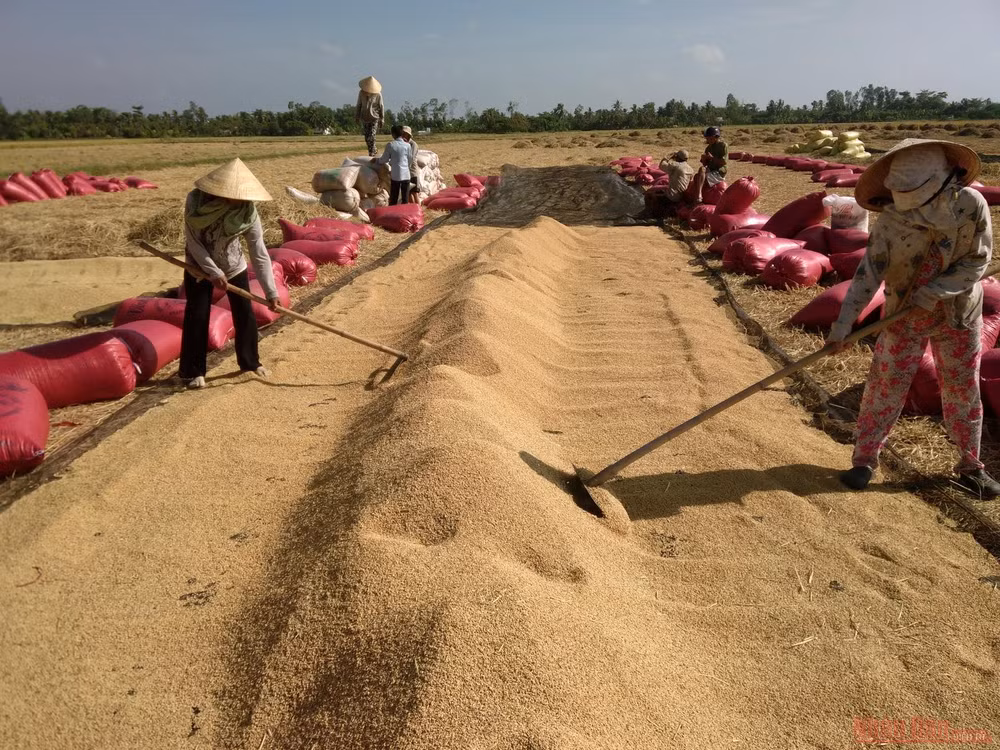 Để giúp dân tiêu thụ lúa, rau màu, tỉnh An Giang đã thành lập đường dây nóng và Tổ phản ứng nhanh hỗ trợ tiêu thụ nông sản trong thời điểm giãn cách xã hội.