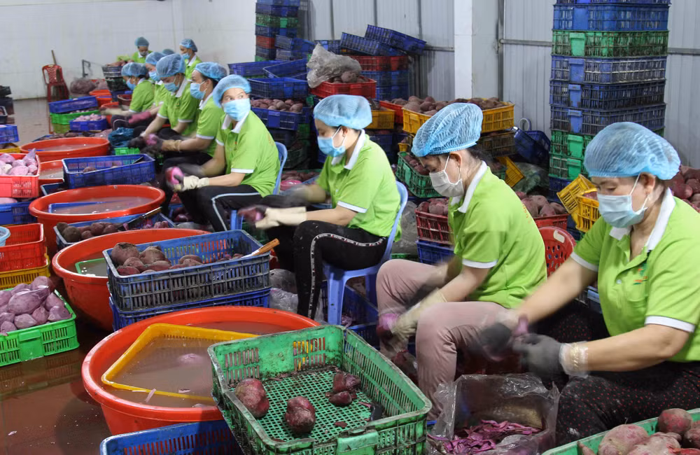 Kỳ 2: Chung tay “giải cứu”, kết nối, hỗ trợ tiêu thụ nông sản -0