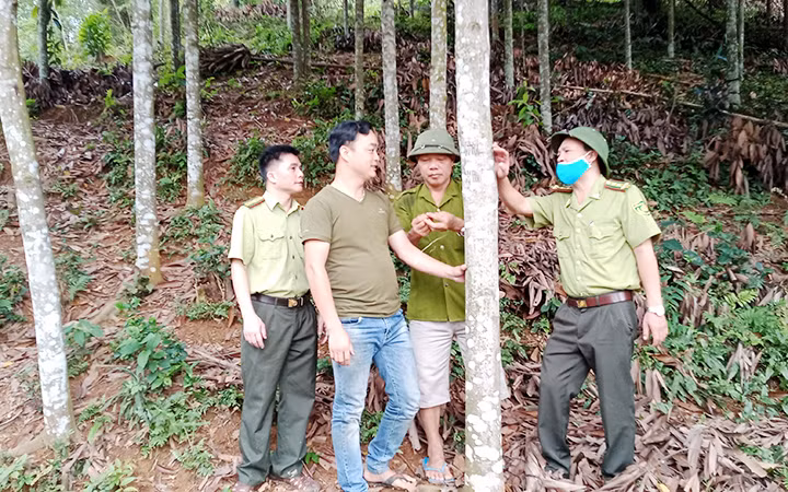 Gia đình anh Lý Ngọc Đình ở xóm Đồng Đình, xã Kim Phượng, huyện Định Hóa (Thái Nguyên) trồng được 15 ha quế.