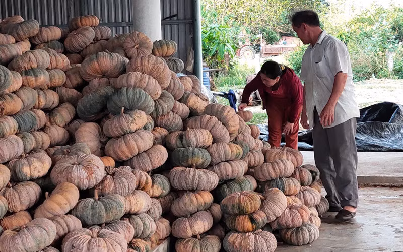 25 tấn bí đỏ gia đình ông Nguyễn Văn Minh, xã Hòa Hội, huyện Phú Hòa vừa thu đành chất đống chờ người thu mua để vớt vát. 