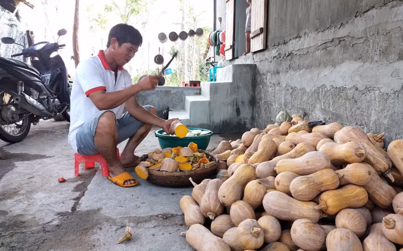 Không người mua, người trồng bí ở Hòa Hội gặp khó -0