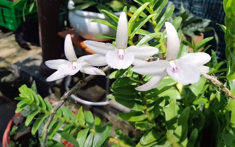 Hiểm họa từ phong lan đột biến