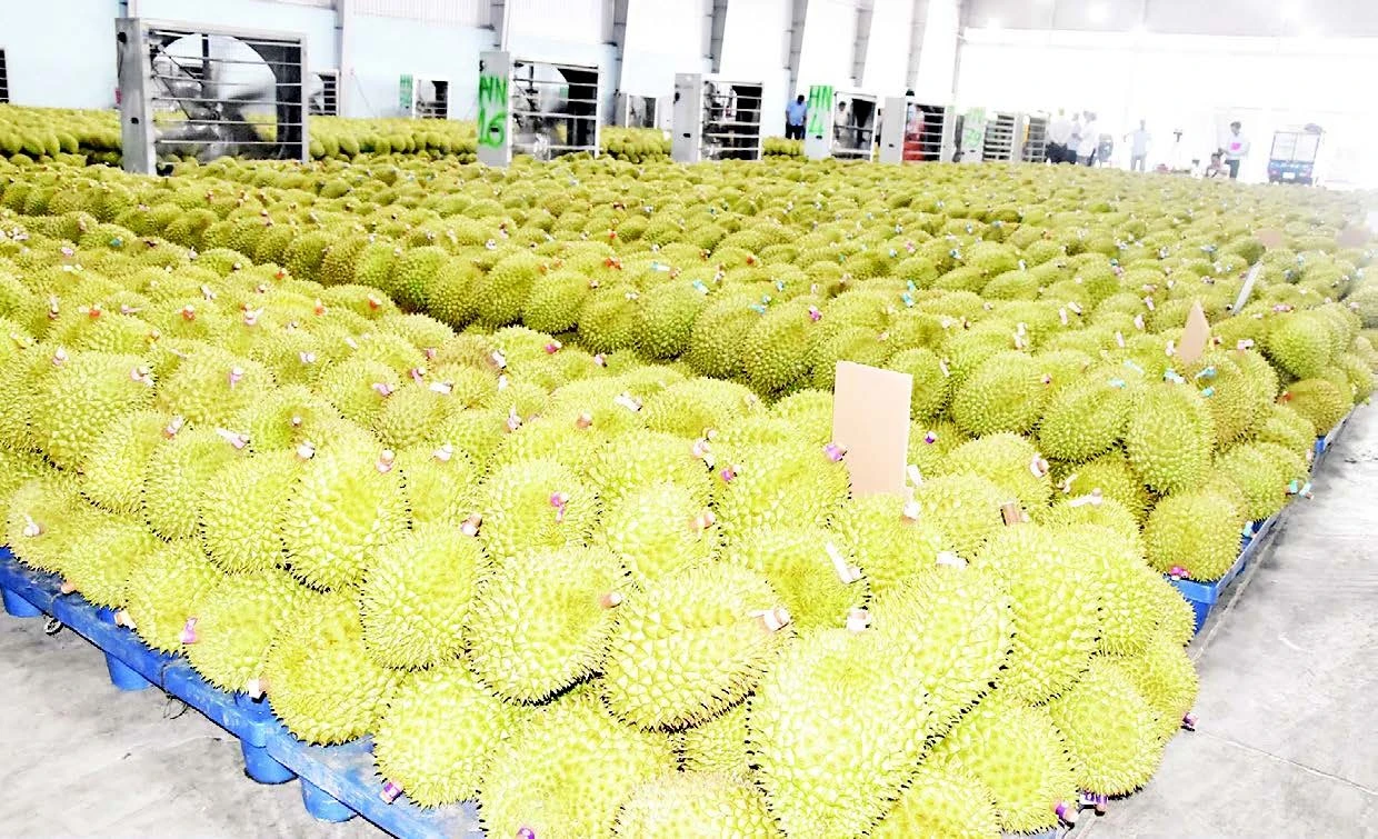 Giá sầu riêng giảm kỷ lục, nông dân Đồng Tháp lao đao
