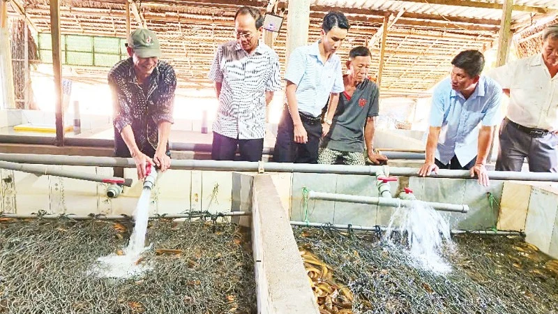 Cần Thơ: Hơn 1.600 tấn lươn tồn đọng, nông dân lao đao vì giá giảm sâu