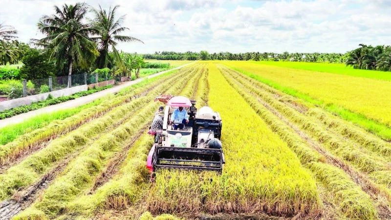 Nông dân Vĩnh Long trúng mùa nhưng lỗ vì chi phí tăng, giá lúa thấp