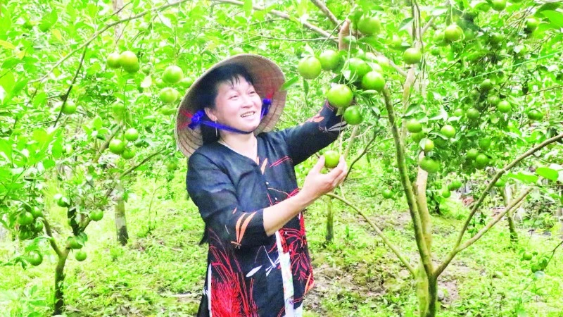 Vĩnh Long phát triển vùng cây ăn trái an toàn, thu hút đầu tư nhà máy chế biến