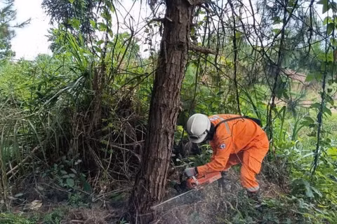 Nhân viên Công ty Điện lực Quảng Ninh triển khai kiểm tra, gia cố các vị trí xung yếu, đồng thời phát quang hành lang an toàn lưới điện nhằm chủ động phòng ngừa sự cố, bảo đảm vận hành an toàn hệ thống điện. 