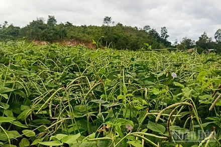 Nhiều loại cây trồng ngắn ngày như ngô, đậu, mè... phù hợp với thổ nhưỡng của Phú Túc.