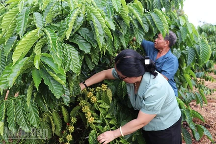 Nhờ công tác "Dân vận khéo" nhiều hộ dân trên địa bàn xã Đức Cơ vươn lên thoát nghèo bền vững.