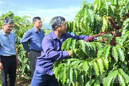 Chi bộ Đội 6, Đảng bộ Công ty TNHH MTV Cà phê 731 hoàn thành xuất sắc nhiệm vụ sản xuất kinh doanh.