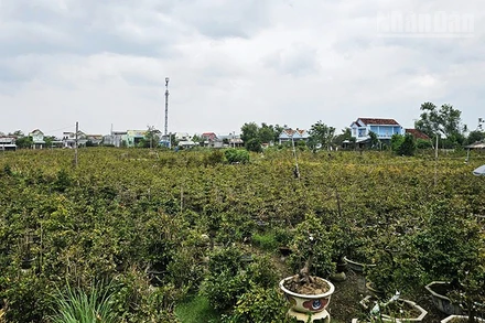 Mai vàng tại Gia Lai sẵn sàng cho vụ Tết Nguyên đán Bính Ngọ 2026.