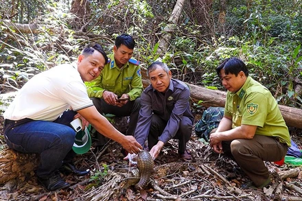 Cá thể tê tê Java, thuộc nhóm IB được thả về rừng.