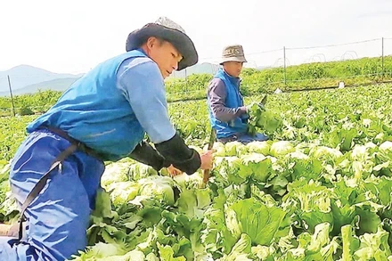 Lao động của huyện Phong Thổ (cũ), Lai Châu, tham gia làm việc tại Nhật Bản. (Ảnh tư liệu: TUẤN THỊNH)