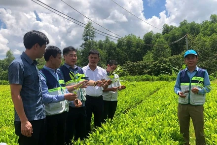 Hệ thống khuyến nông triển khai mô hình vườn ươm keo lai mô phục vụ vùng nguyên liệu tại tỉnh Quảng Trị.