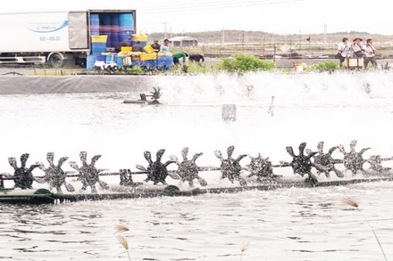 Mô hình nuôi tôm công nghệ cao tại Sóc Trăng.