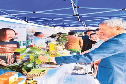 Nâng tầm giá trị sâm Ngọc Linh