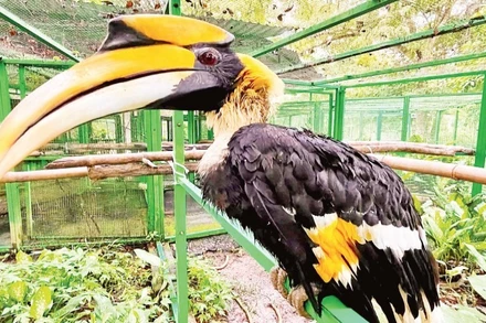 Cá thể chim hồng hoàng được nuôi dưỡng, chăm sóc tại Vườn quốc gia Cát Tiên.