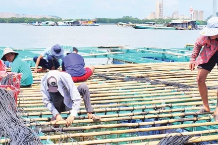Nông dân huyện Kiên Lương làm bè, dây nuôi vẹm xanh gần bờ.
