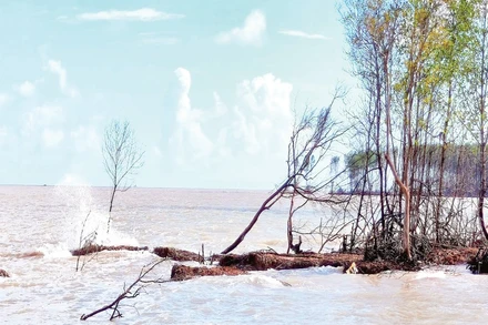 Sóng biển tàn phá đai rừng phòng hộ, gây sạt lở nghiêm trọng tại cửa biển Bồ Đề, xã Tam Giang.