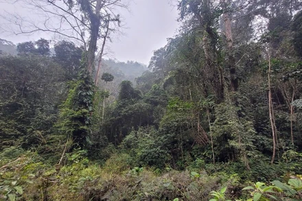 Trồng rừng gỗ lớn để gia cố lá chắn xanh