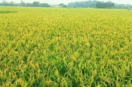 Người dân cần thăm đồng thường xuyên, theo dõi sát diễn biến của rầy để có biện pháp phòng, trừ hiệu quả.