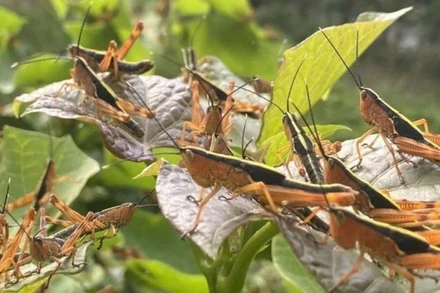Châu chấu tre gây hại cây trồng tại nhiều địa phương. (Ảnh: TTXVN)