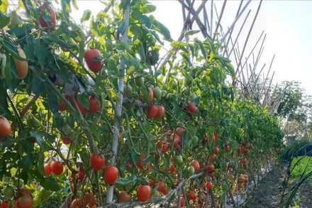 Rau hữu cơ Thanh Xuân ngày càng được nhiều người tiêu dùng biết đến.