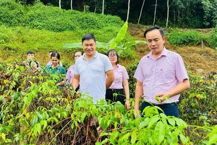 Ngân hàng chính sách xã hội chi nhánh tỉnh Thái Nguyên kiểm tra việc sử dụng vốn vay đầu tư trồng sâm nam Núi Dành tại xã Chợ Đồn. (Ảnh: NÔNG ĐUỔNG)