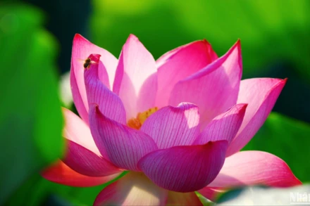 Mùa hè về Bắc Ninh ngắm sen hồng.