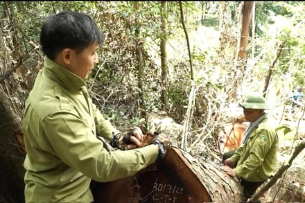 Lực lượng kiểm lâm kiểm đếm khối lượng gỗ nghiến bị chặt hạ trái phép. (Ảnh: VĂN LINH). 