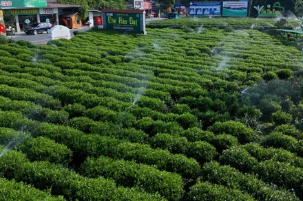 Tưới nước tiết kiệm, thông minh cho cây chè tại Hợp tác xã chè Hảo Đạt. (Ảnh: TUẤN SƠN)