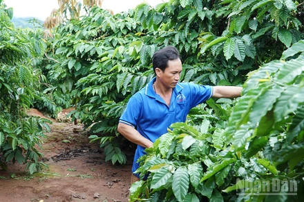 Cây cà-phê mang lại giúp gia đình anh A Gương đổi đời.
