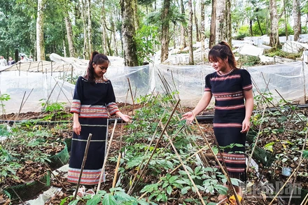 Đồng bào dân tộc thiểu số phát triển kinh tế hộ gia đình, vươn lên thoát nghèo bền vững nhờ sâm Ngọc Linh.
