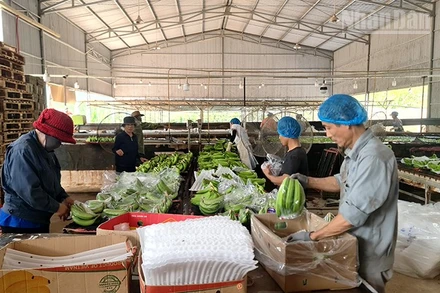 Chuối Nam Mỹ tại xã Ia Tơi được thị trường nước ngoài đánh giá cao.