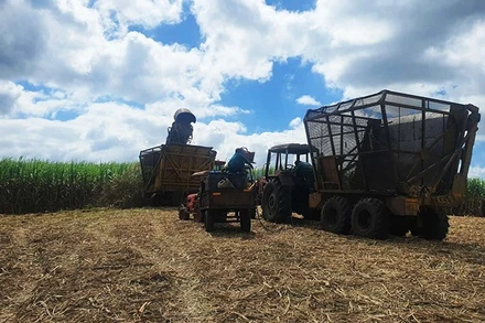 Mía ngọt là sinh kế bền vững cho hàng chục nghìn hộ dân phía Đông Trường Sơn của tỉnh Gia Lai.