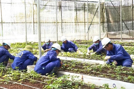 Nhà màng trồng sâm Ngọc Linh của Công ty cổ phần Rượu Sâm Ngọc Linh Kon Tum.