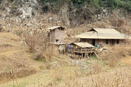 Vì sao độ che phủ rừng chưa xứng với vai trò "lá chắn" thiên tai?